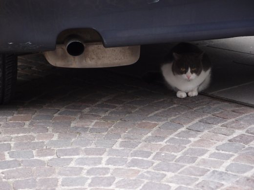 OLYMPUS DIGITAL CAMERA