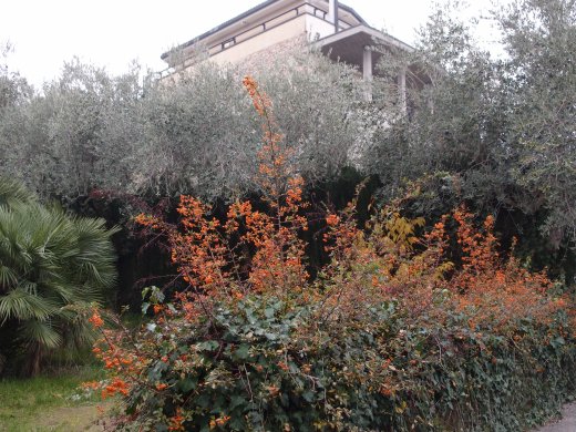 OLYMPUS DIGITAL CAMERA