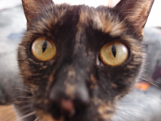 OLYMPUS DIGITAL CAMERA