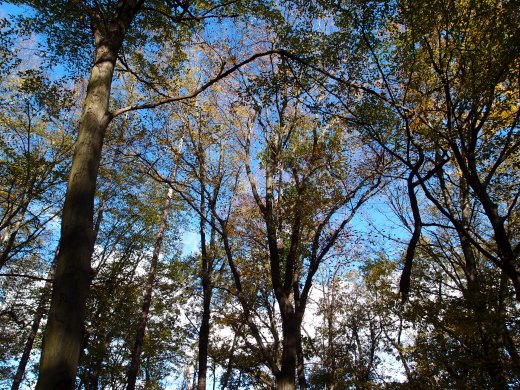 OLYMPUS DIGITAL CAMERA