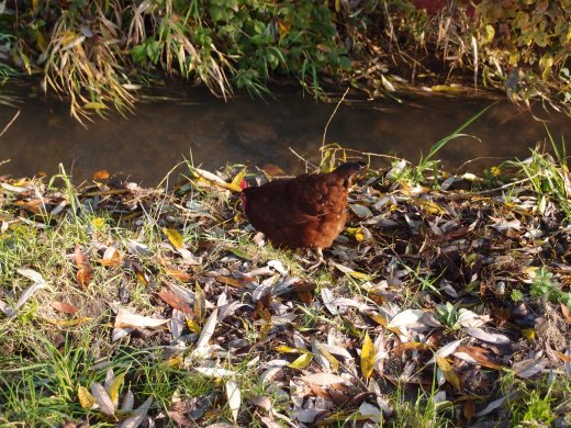 OLYMPUS DIGITAL CAMERA